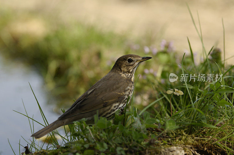 鹅口疮(Turdus philomelus)